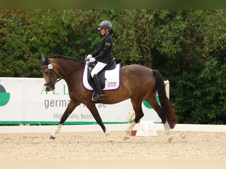 German Riding Pony Mare 11 years 14 hh Palomino in Iggingen