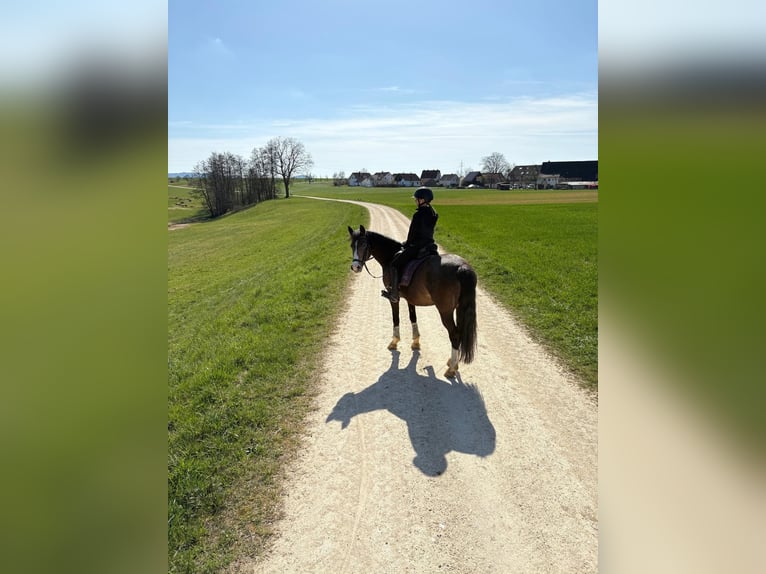 German Riding Pony Mare 11 years 14 hh Palomino in Iggingen
