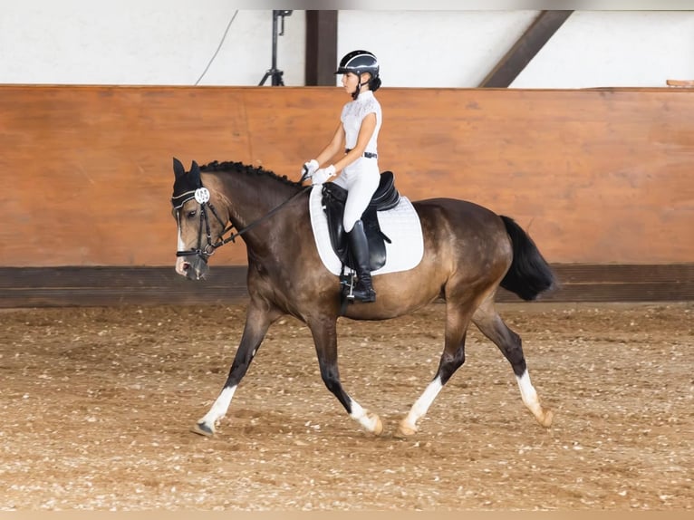 German Riding Pony Mare 11 years 14 hh Palomino in Iggingen