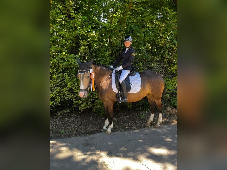 German Riding Pony Mare 11 years 14 hh Palomino in Iggingen