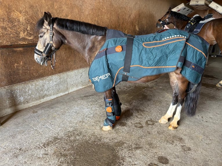 German Riding Pony Mare 11 years 14 hh Palomino in Iggingen