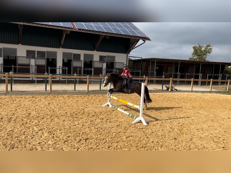 German Riding Pony Mare 11 years 14 hh Palomino in Iggingen