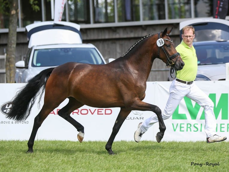 German Riding Pony Mare 11 years 14,1 hh Bay-Dark in Dingolfing