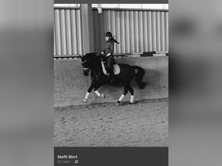 German Riding Pony Mix Mare 11 years 14,1 hh Black in Güstrow