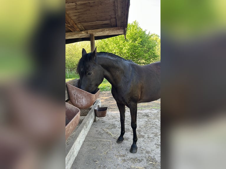 German Riding Pony Mix Mare 11 years 14,1 hh Black in Güstrow