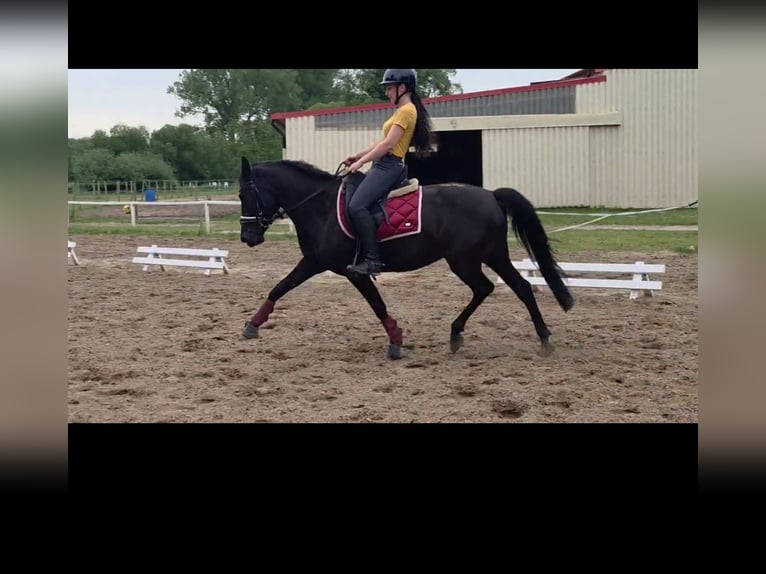 German Riding Pony Mix Mare 11 years 14,1 hh Black in Güstrow