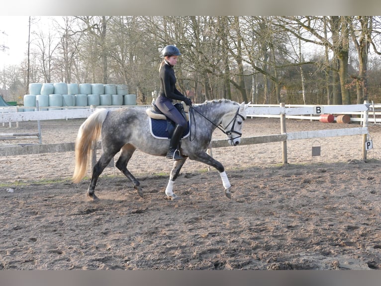 German Riding Pony Mare 11 years 14,1 hh Grey-Dapple in Rhede