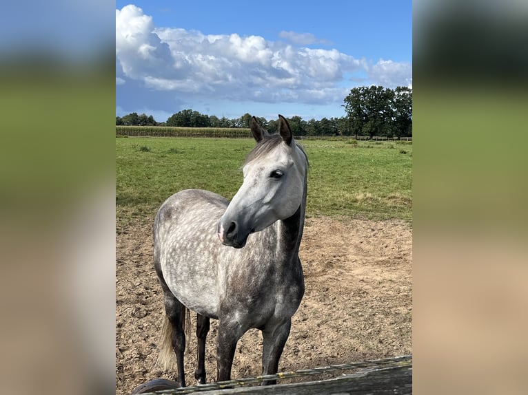 German Riding Pony Mare 11 years 14,1 hh Grey-Dapple in Rhede