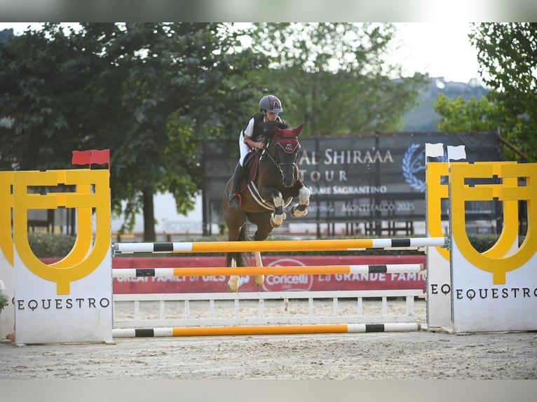 German Riding Pony Mare 11 years 14,1 hh Overo-all-colors in Spello