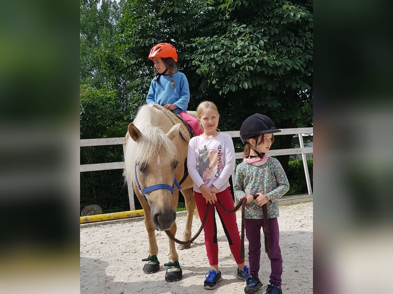German Riding Pony Mare 11 years 14,1 hh Palomino in Hessisch Lichtenau