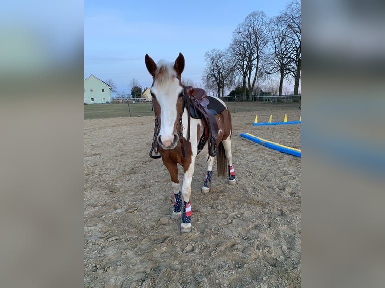German Riding Pony Mare 11 years 14,1 hh Pinto in Nauen