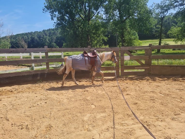 German Riding Pony Mix Mare 11 years 14,1 hh Roan-Red in Walsdorf
