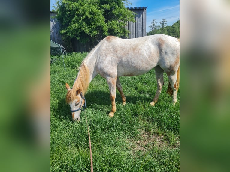 German Riding Pony Mix Mare 11 years 14,1 hh Roan-Red in Walsdorf