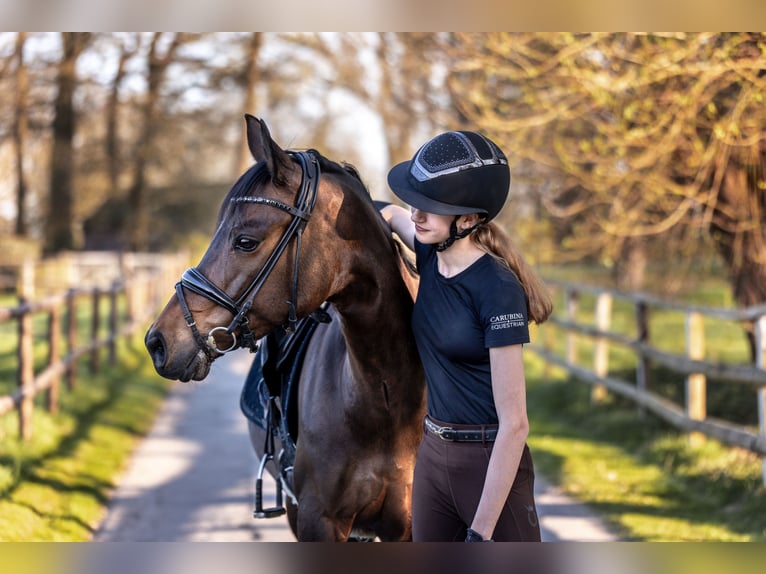 German Riding Pony Mare 11 years 14,2 hh Bay-Dark in Haltern am See