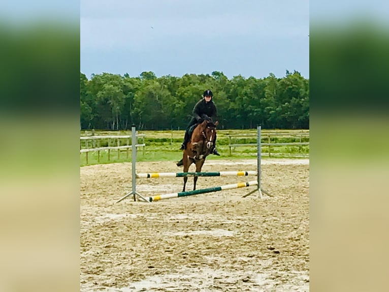German Riding Pony Ranch German Riding Pony Mare 11 years 14,2 hh Brown in Ehrenburg