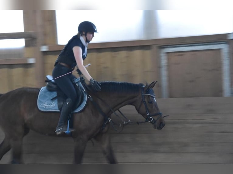 German Riding Pony Mix Mare 11 years 14,2 hh Brown in Schw&#xE4;bisch Hall