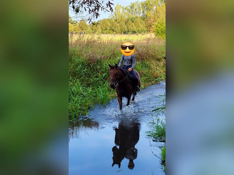 German Riding Pony Mare 11 years 14,3 hh Brown in Zernitz- Lohm