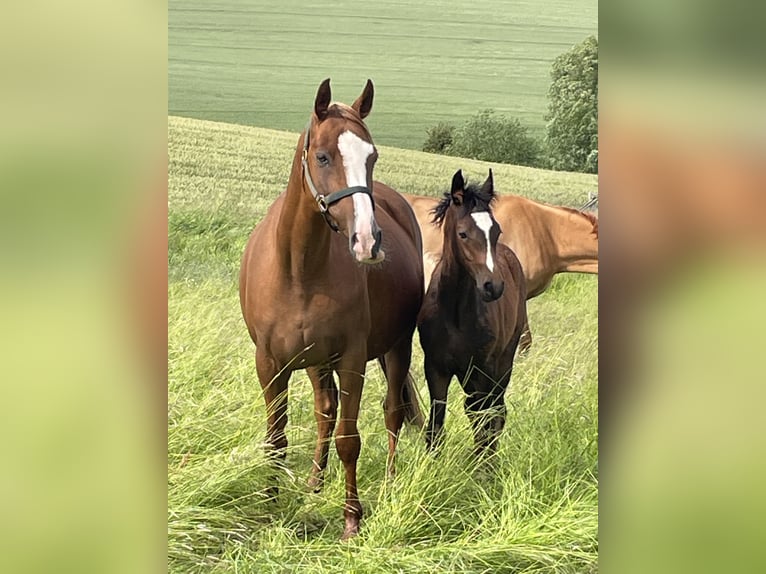German Riding Pony Mare 11 years 14,3 hh Chestnut-Red in Am Ohmberg