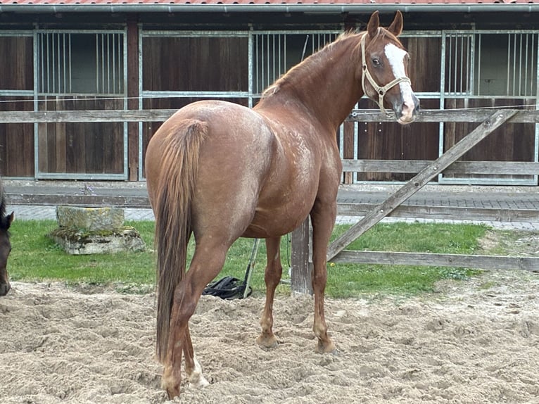 German Riding Pony Mare 11 years 14,3 hh Chestnut-Red in Am Ohmberg