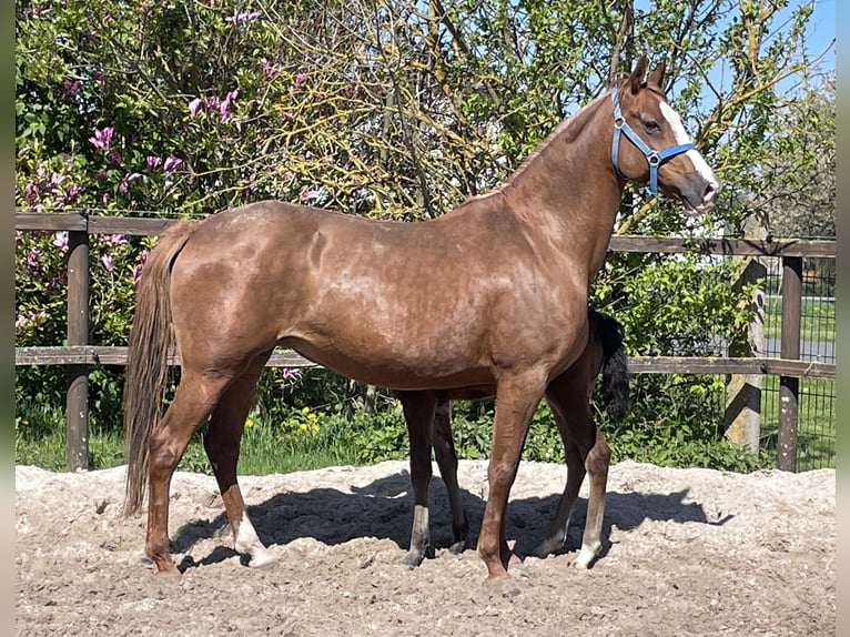 German Riding Pony Mare 11 years 14,3 hh Chestnut-Red in Am Ohmberg