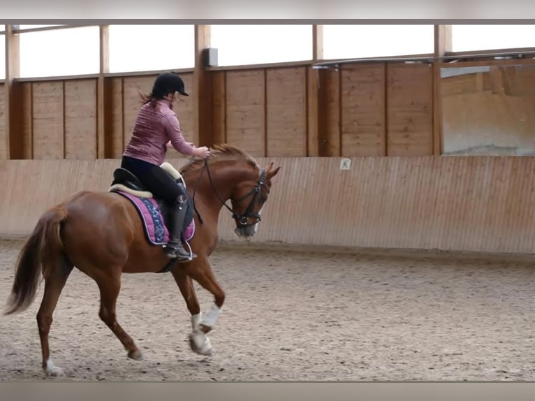 German Riding Pony Mare 11 years 14,3 hh Chestnut-Red in Am Ohmberg
