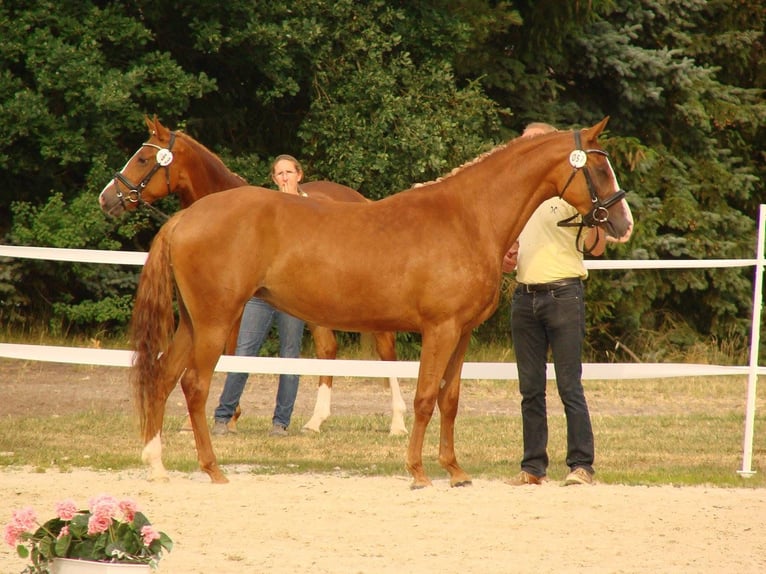German Riding Pony Mare 11 years 14,3 hh Chestnut-Red in Am Ohmberg