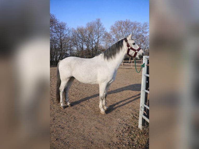 German Riding Pony Mare 11 years 14,3 hh Grey in Vienenburg