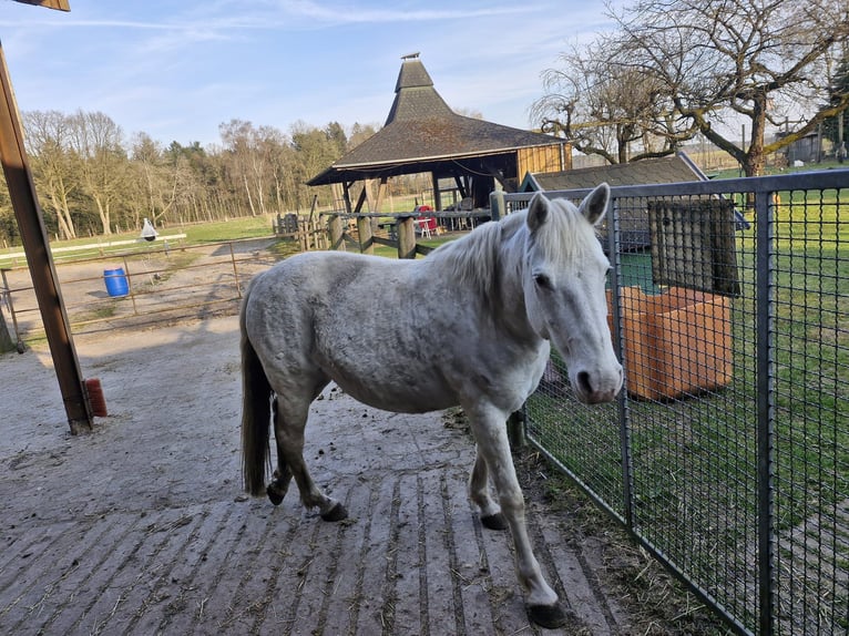 German Riding Pony Mare 11 years 14,3 hh Grey in Wietzendorf