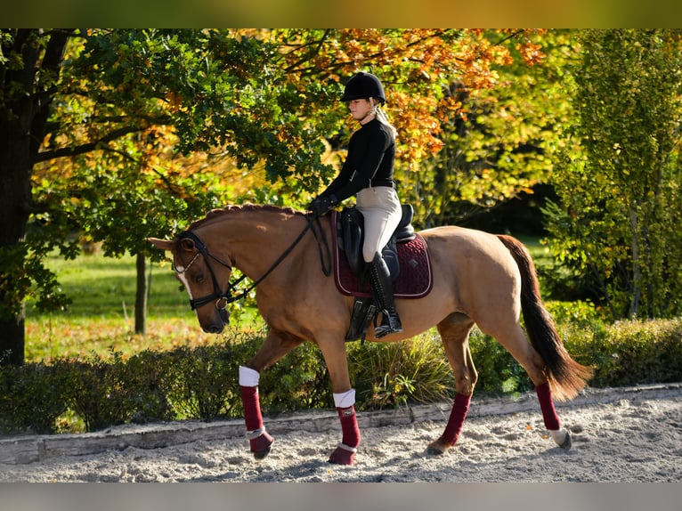German Riding Pony Mare 11 years 15 hh Chestnut-Red in Kicin