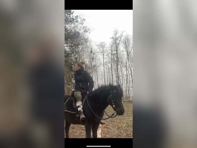 German Riding Pony Mix Mare 12 years 13,1 hh Black in Elbe