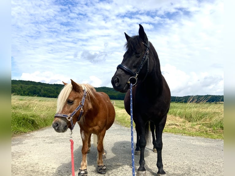 German Riding Pony Mix Mare 12 years 13,1 hh Black in Elbe