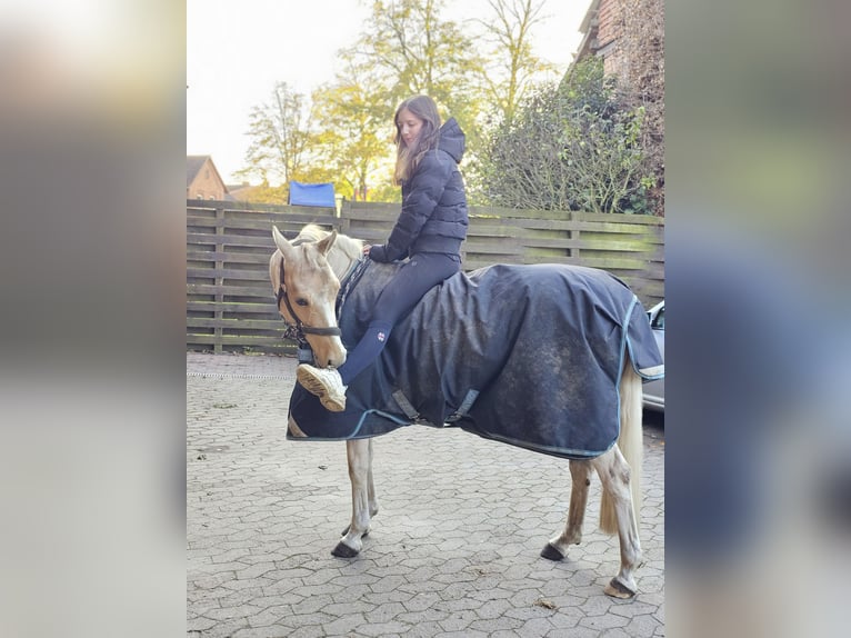 German Riding Pony Mare 12 years 13,2 hh Palomino in Wittingen