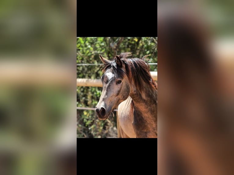 German Riding Pony Mare 12 years 13.3 hh Brown in Ganderkesee