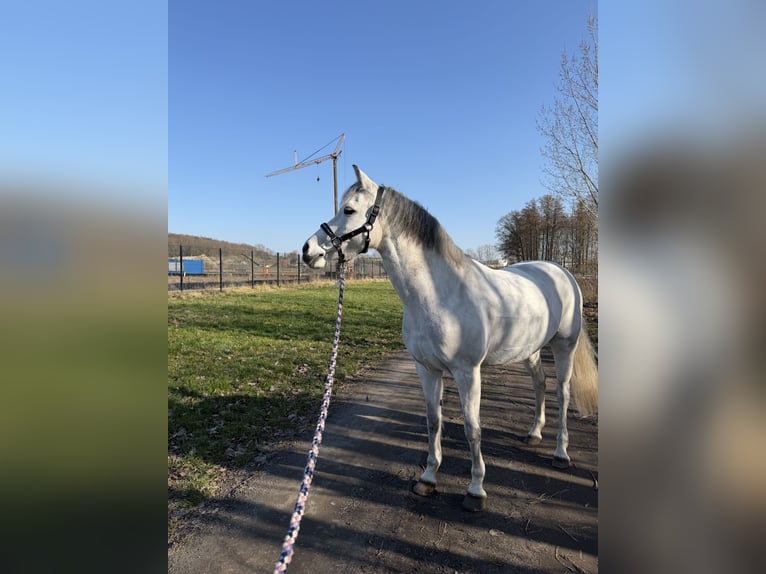 German Riding Pony Mare 12 years 13.3 hh Grey-Dapple in Wallenhorst