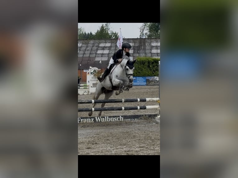 German Riding Pony Mare 12 years 13.3 hh Grey-Dapple in Wallenhorst