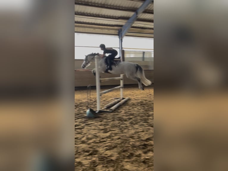 German Riding Pony Mare 12 years 13.3 hh Grey-Dapple in Wallenhorst