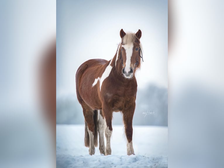 German Riding Pony Mix Mare 12 years 13,3 hh Pinto in Buchholz in der Nordheide