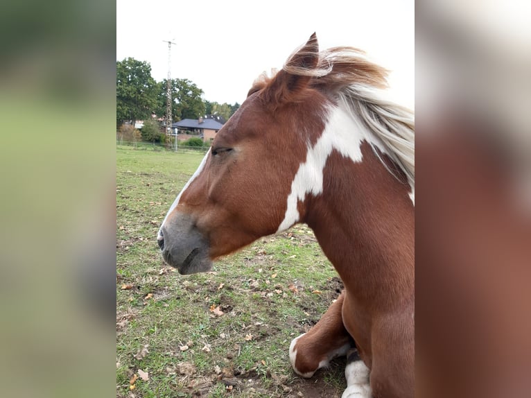 German Riding Pony Mix Mare 12 years 13,3 hh Pinto in Buchholz in der Nordheide