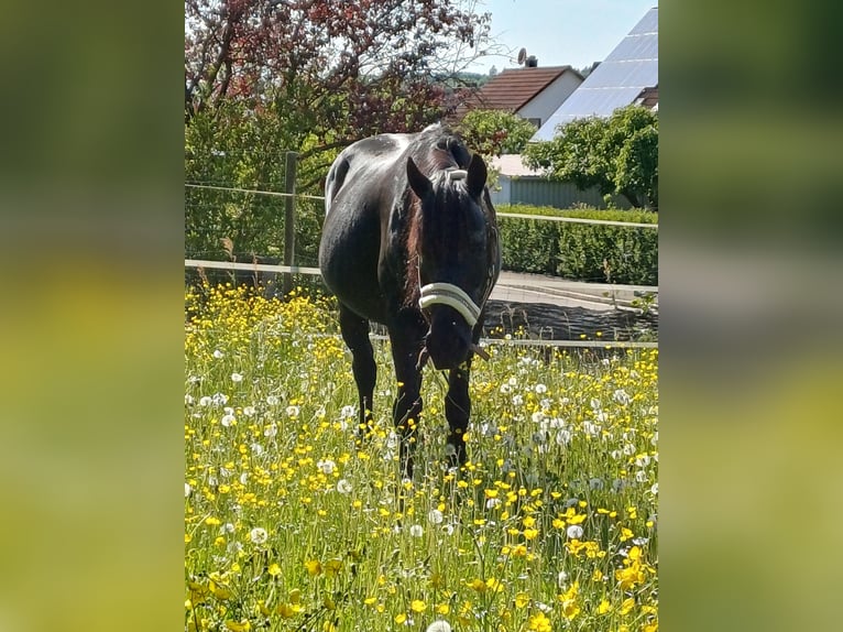 German Riding Pony Mare 12 years 13,2 hh Black in Westheim