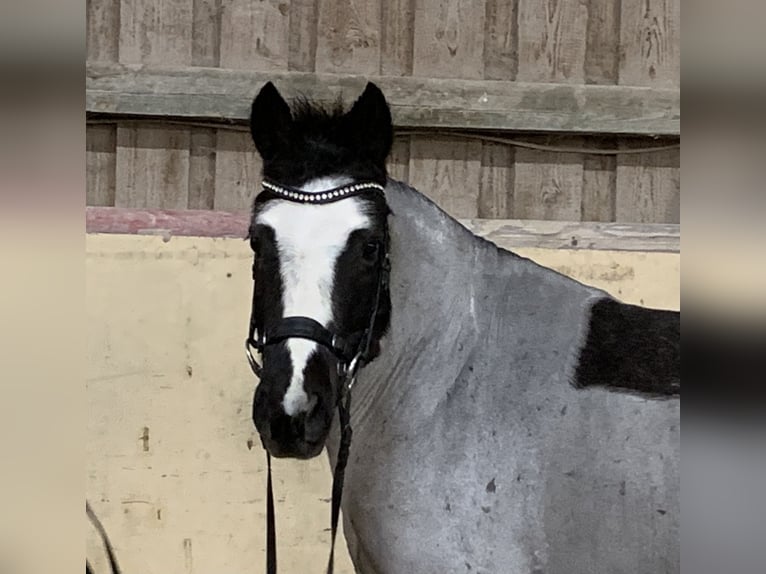 German Riding Pony Mix Mare 12 years 13,2 hh Roan-Blue in W&#xFC;rzburg