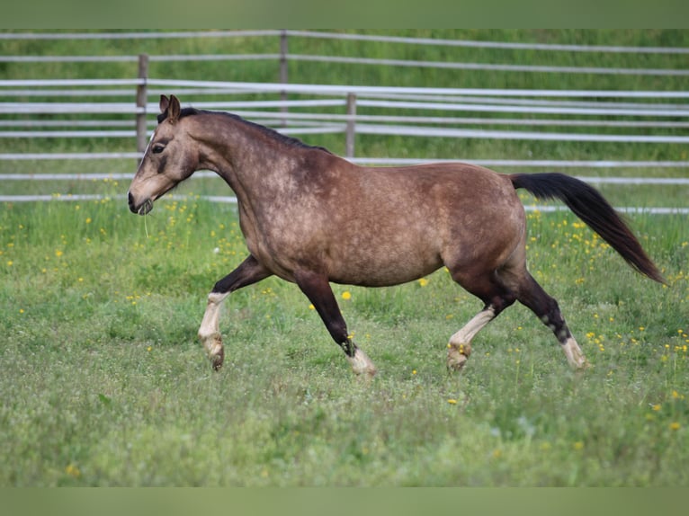 German Riding Pony Mare 12 years 13,3 hh Buckskin in Waldshut-Tiengen