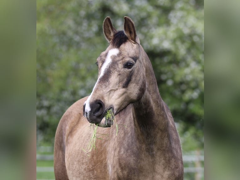 German Riding Pony Mare 12 years 13,3 hh Buckskin in Waldshut-Tiengen