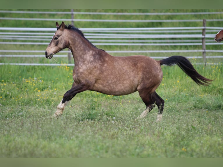 German Riding Pony Mare 12 years 13,3 hh Buckskin in Waldshut-Tiengen