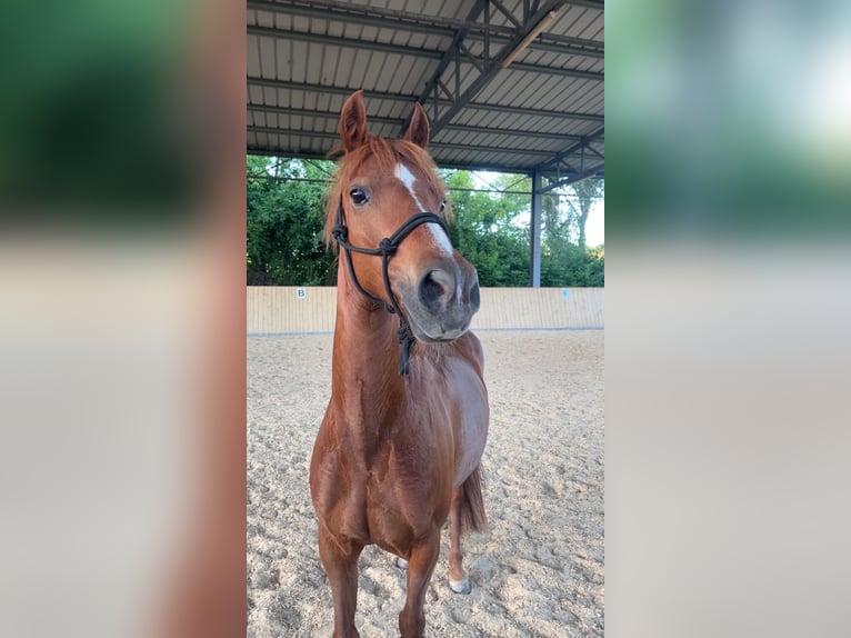 German Riding Pony Mix Mare 12 years 13,3 hh Chestnut-Red in Bogen