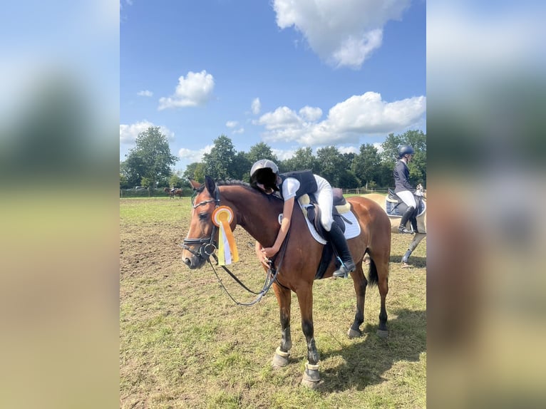 German Riding Pony Mare 12 years 14.1 hh Brown in Wangerland