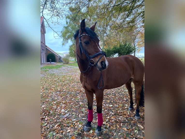 German Riding Pony Mare 12 years 14.1 hh Brown in Wangerland