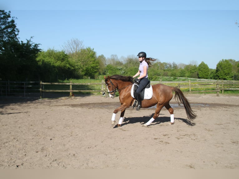 German Riding Pony Mare 12 years 14,1 hh Chestnut-Red in Stockelsdorf