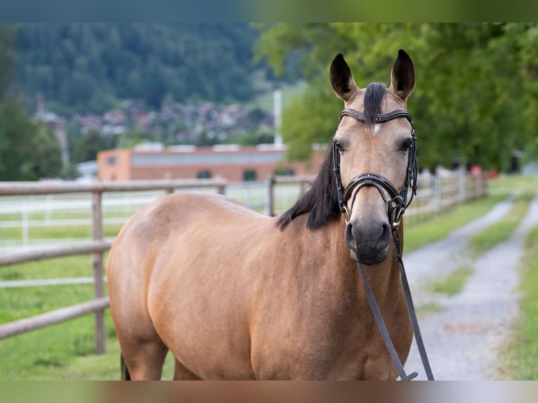 German Riding Pony Mare 12 years 14.1 hh Dun in Interlaken