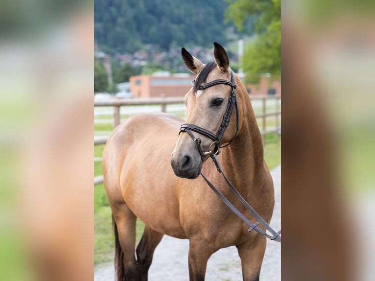 German Riding Pony Mare 12 years 14.1 hh Dun in Interlaken
