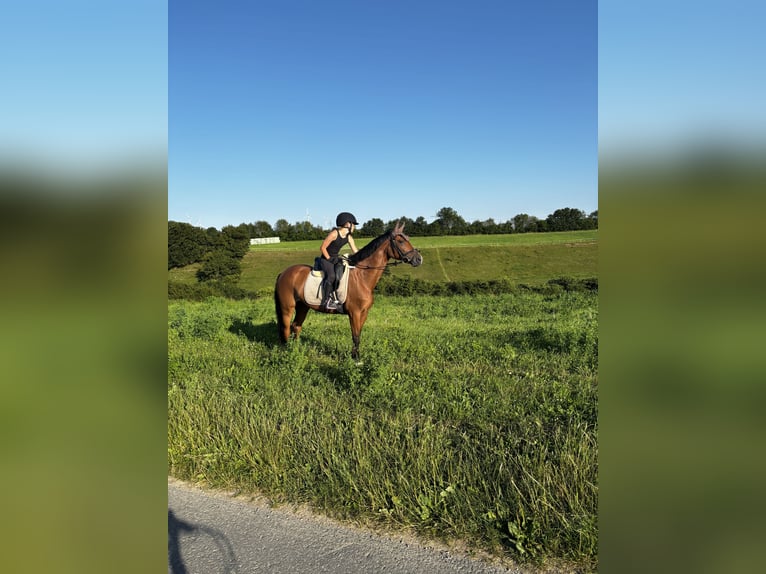 German Riding Pony Mare 12 years 14.1 hh Dun in Büren